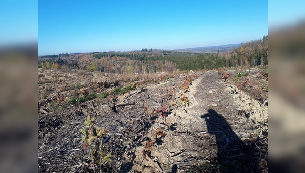 Baumpflanzaktion im Harz