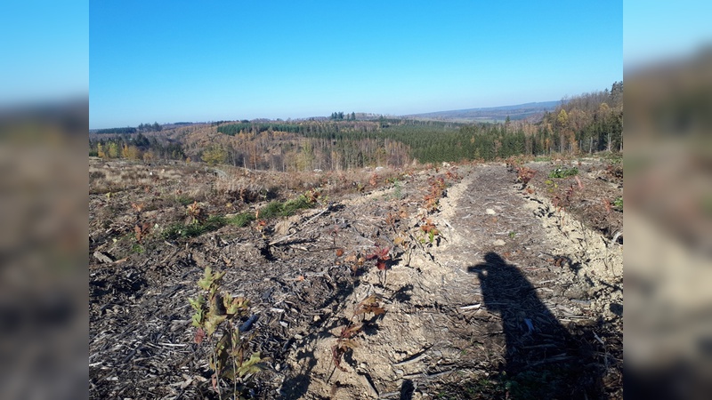 Baumpflanzaktion im Harz