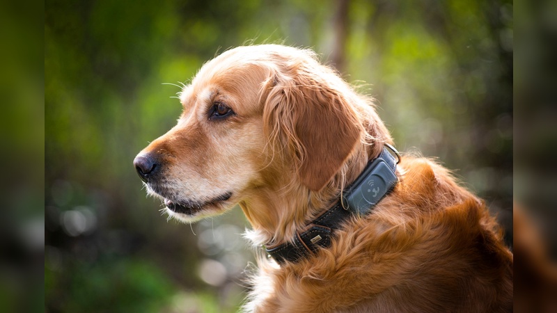 GPS-Tracker fuer Hunde kommen neu von IoT-Venture. 