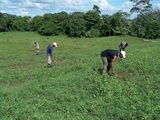 Über die Aufforstungen von BaumInvest in Costa Rica werden Emissionen von Treibhausgasen kompensiert.